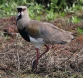 [Southern Lapwing]