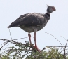 [Southern Screamer]