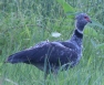 [Southern Screamer]