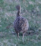 [Spotted Nothura]