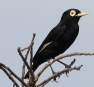 [Spectacled Tyrant]