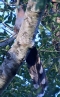 [Squirrel Cuckoo]