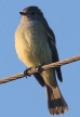[Southern Scrub Flycatcher]