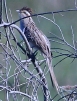 [Striped Cuckoo]