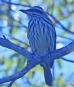 [Streaked Flycatcher]
