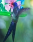 [Swallow-tailed Hummingbird]
