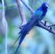 [Swallow-tailed Hummingbird]