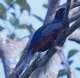 [Surucua Trogon]