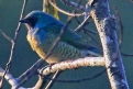 [Swallow Tanager]
