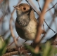 [Tawny-crowned Pygmy-Tyrant]