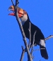 [Tocu Toucan]
