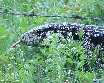 [Tegu lizard]