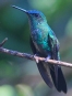 [Versicolored Emerald]