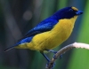 [Violaceous Euphonia]
