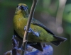 [Violaceous Euphonia]