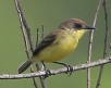 [Warbling Doradito]