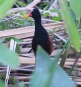 [Wattled Jacana]