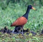 [Wattled Jacana]