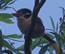 [White-eared Puffbird]