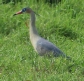 [Whistling Heron]