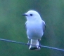 [White Monjita]