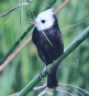[White-headed Marsh-Tyrant]