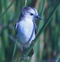 [White-headed Marsh-Tyrant]