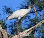 [Wood Stork]