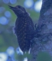 [White-spotted Woodpecker]