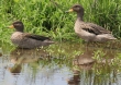 [Yellow-billed Teal]