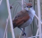 [Yellow-chinned Spinetail]