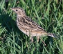 [Yellowish Pipit]