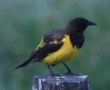 [Yellow-rumped Marshbird]