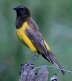 [Yellow-rumped Marshbird]
