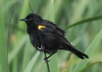 [Yellow-winged Blackbird]