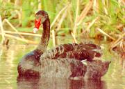 [Black Swan]
