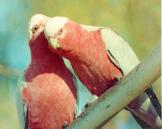 [Galah]