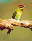 [Rainbow Bee eater]