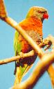[Rainbow Lorikeet]