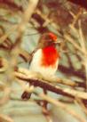 [Red-capped Robin]