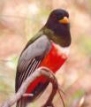 [Elegant Trogon]