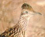 [Greater Roadrunner]