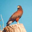 [Harris Hawk]