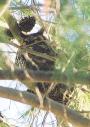 [Long-eared Owl]