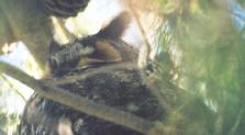 [Long-eared Owl]