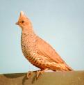[Scaled Quail]