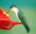 [Violet-crowned Hummingbird]