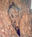 [Western Screech Owl]
