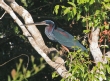[Agami Heron]