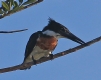 [Amazon Kingfisher]